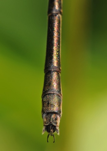 Lestes australis (Southern Spreadwing) - female